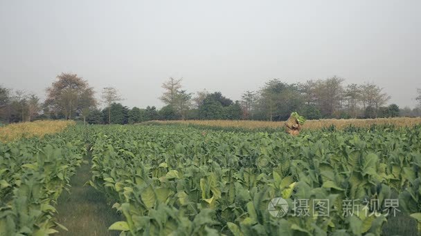 农民携带竹篮装载烟叶收获运输视频