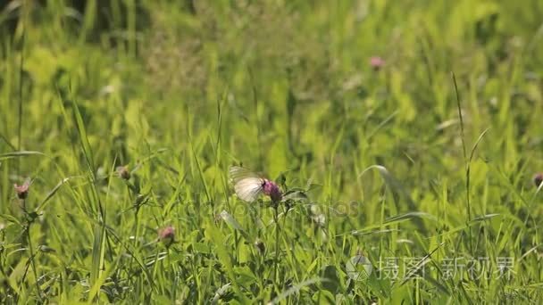 农田地块的土地视频