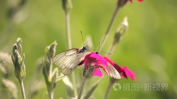 农田地块的土地视频