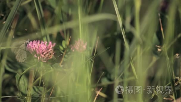 农田地块的土地视频