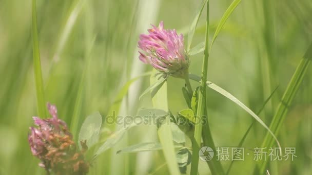 农田地块的土地视频