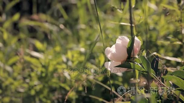 农田地块的土地视频