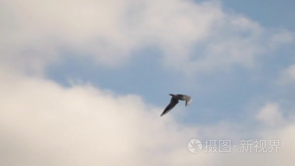 海鸥飞在多云的天空背景下视频