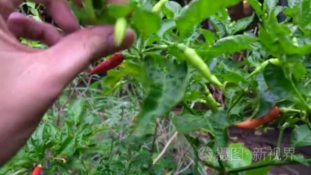 农民签出家庭长大的泰国辣椒视频