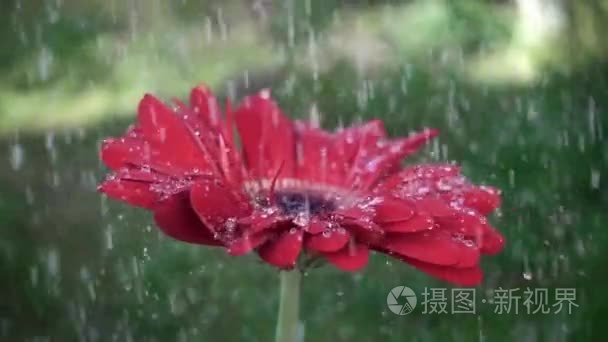 红色雏菊非洲菊花卉水滴在雨中