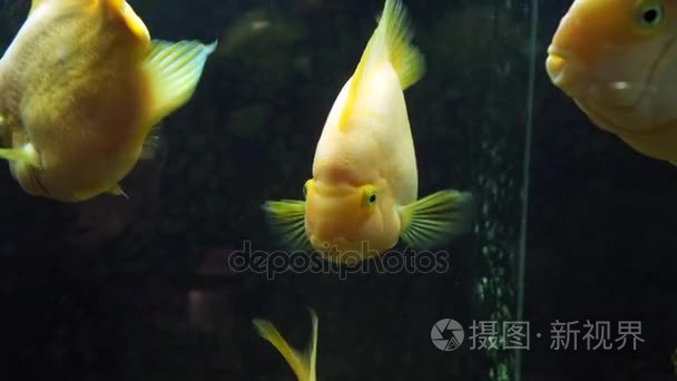黄色的鱼淡水的鹦鹉视频