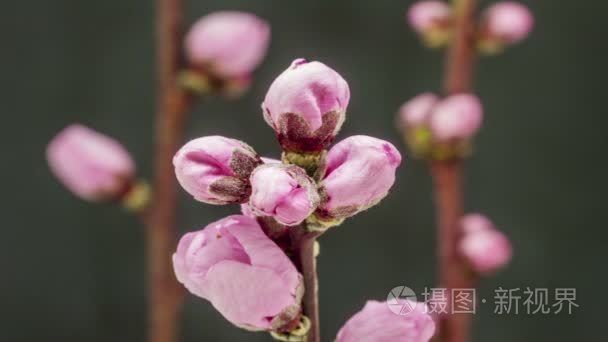 桃花盛开时间流逝在深色背景上视频