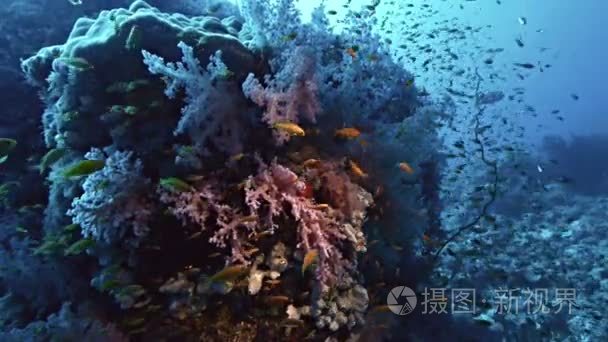 在红海珊瑚礁支柱视频