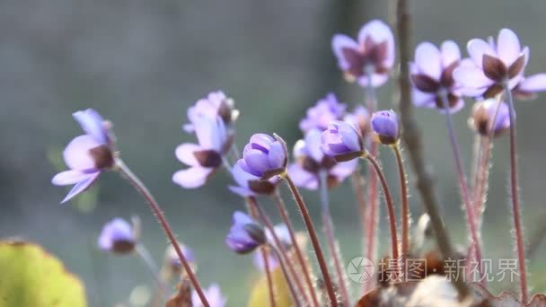 蓝色的野生花卉，在春天森林