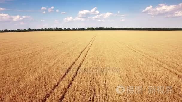 金麦田的鸟瞰图视频