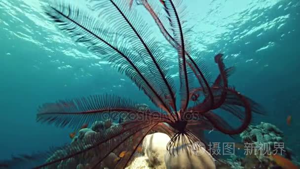 羽毛海星红海珊瑚礁视频