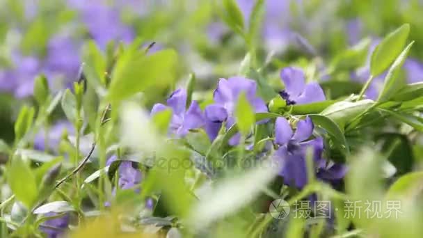 用新鲜的新绿色增长和鲜花的字段视频