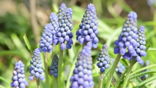 蓝色风信子花盛开在春天的头花视频