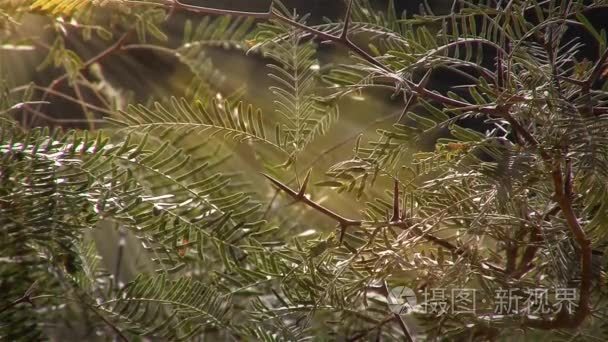 在阳光下的植物荆棘视频