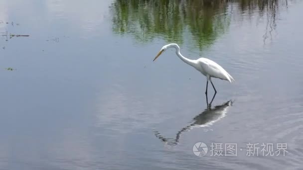 在湖的大白鹭捕鱼。