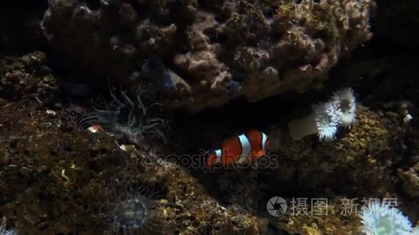 热带的小丑鱼在海里游泳视频