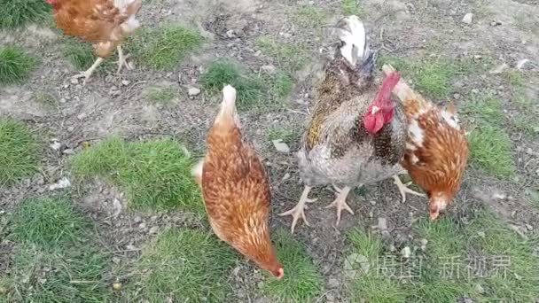 母鸡吃草外视频