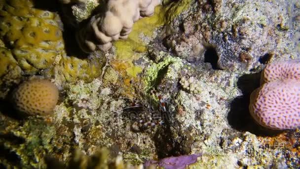 在珊瑚礁上的带状清洁虾视频