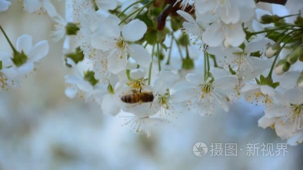 工作在果树园里盛开的樱花树蜂视频