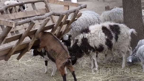 在槽附近吃草的绵羊和山羊视频