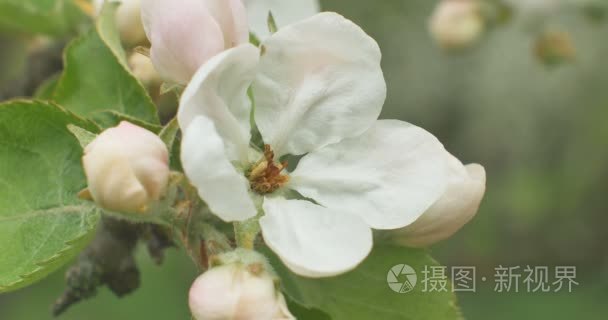 苹果花盛开的苹果树的特写视频