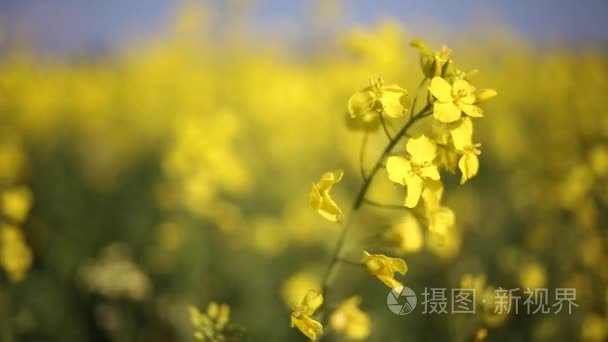 在一阵微风吹来的油菜花视频