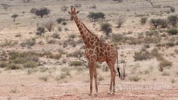 在南非的野生长颈鹿视频