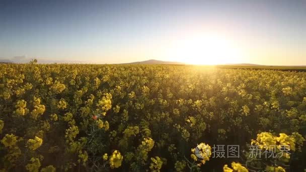 在一阵微风吹来的油菜花视频