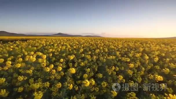 在一阵微风吹来的油菜花视频