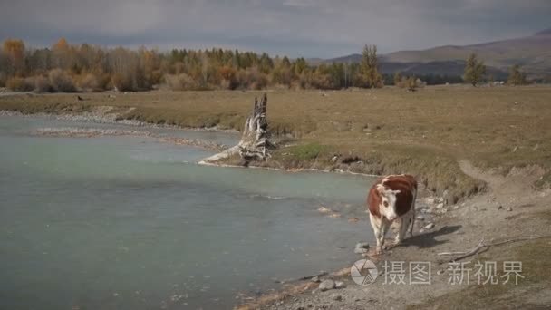 在阳光明媚的秋日西伯利亚湖岸上行走的奶牛