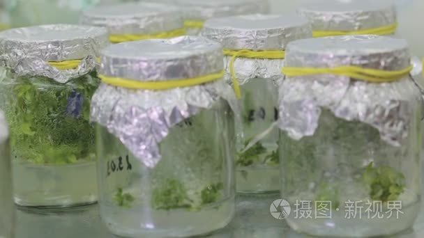 植物组织培养实验室特写视频