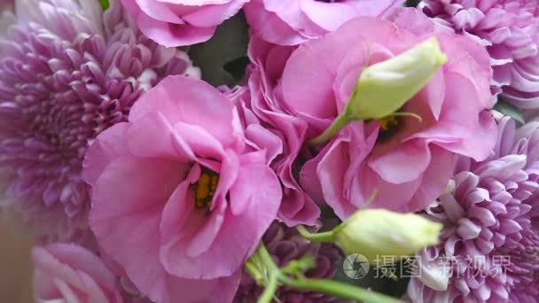 粉红色的菊花和桔梗的香味视频