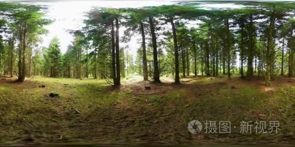松树生长在森林视频