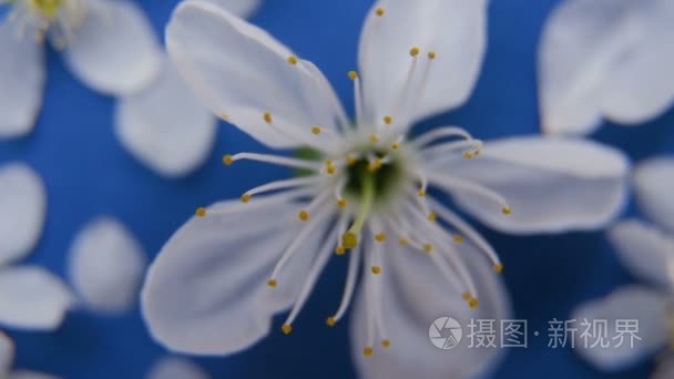 白春苹果或樱桃开花视频