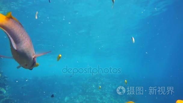 一大群的鱼儿游在红海视频