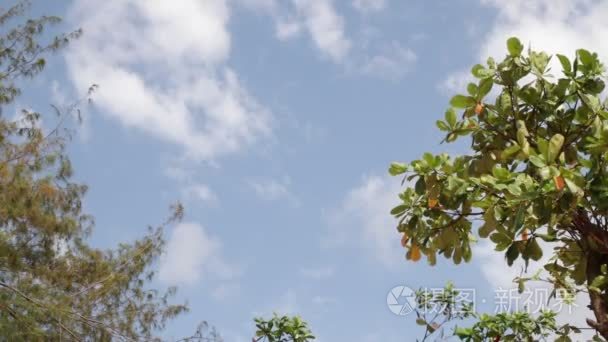 异国情调的热带树，树叶的布莱蓝天白云下岛，巴厘岛。天堂景象