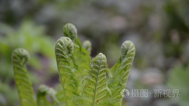 羊齿类植物生长在自然界中视频