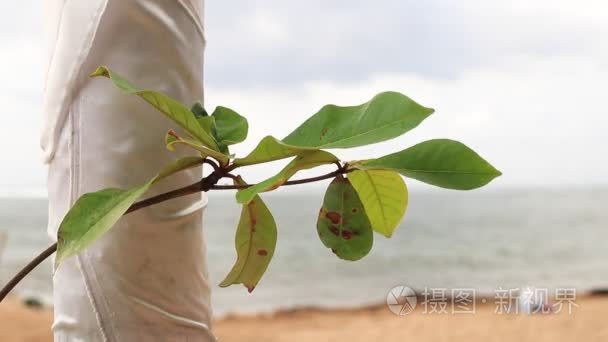 热带树的叶子，布莱天空白云上异国情调岛屿巴厘岛，印度尼西亚。天堂的景象。海洋背景