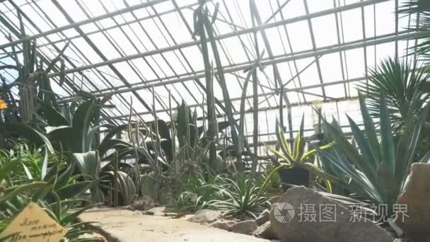 仙人掌在植物园视频