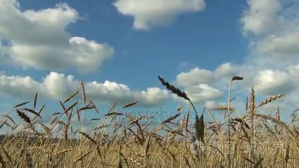 小麦作物在外地对蓝蓝的天空上视频
