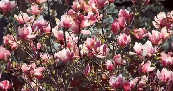 玉兰树在春天的花园里随风移动视频
