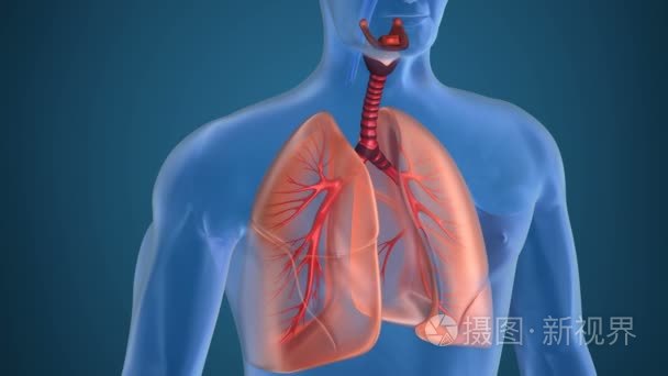 人体呼吸系统的解剖视频