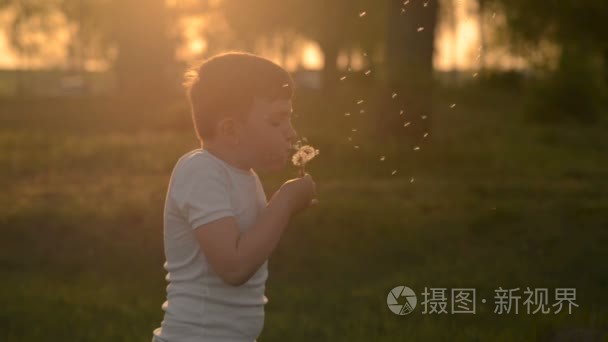 在日落吹在蒲公英上的男孩视频