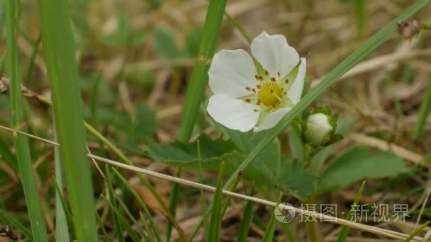 野草莓的花视频