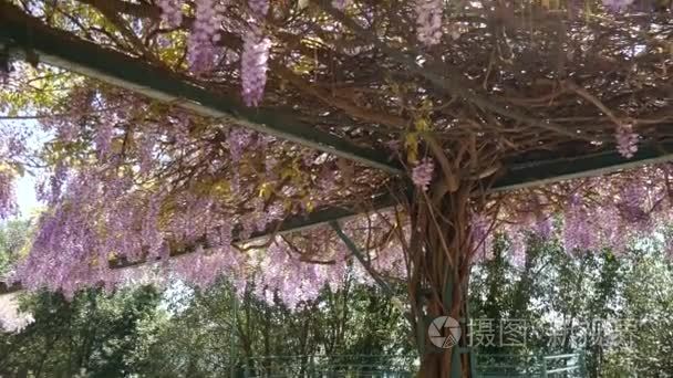 在黑山 亚得里亚海和田埂开花树紫藤视频