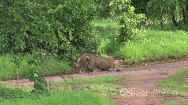 非洲大草原野生危险哺乳动物狮子肯尼亚
