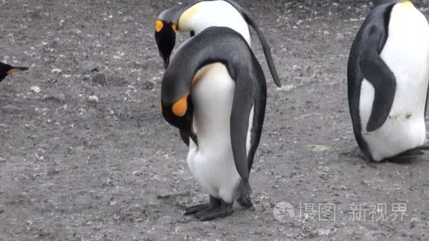 帝王企鹅在南极的福克兰群岛视频