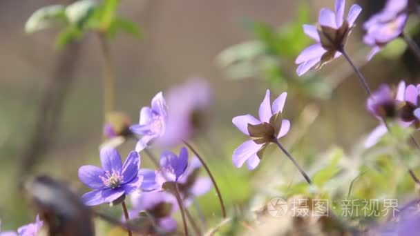 蓝色春天的花朵