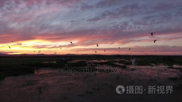 与群鹤鹭鸟的飞行。美丽的七彩粉色和橙色落日的天空反射在湖自然。符拉迪沃斯托克 （海参崴） 俄罗斯滨海边疆区