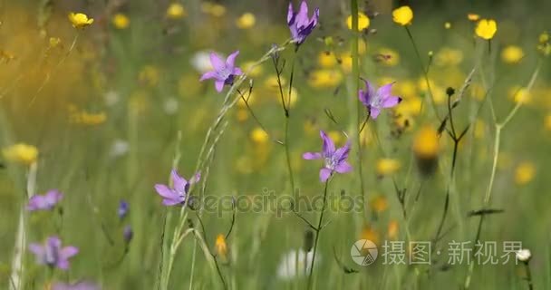 野生风铃紫铃花在春风中的草地上
